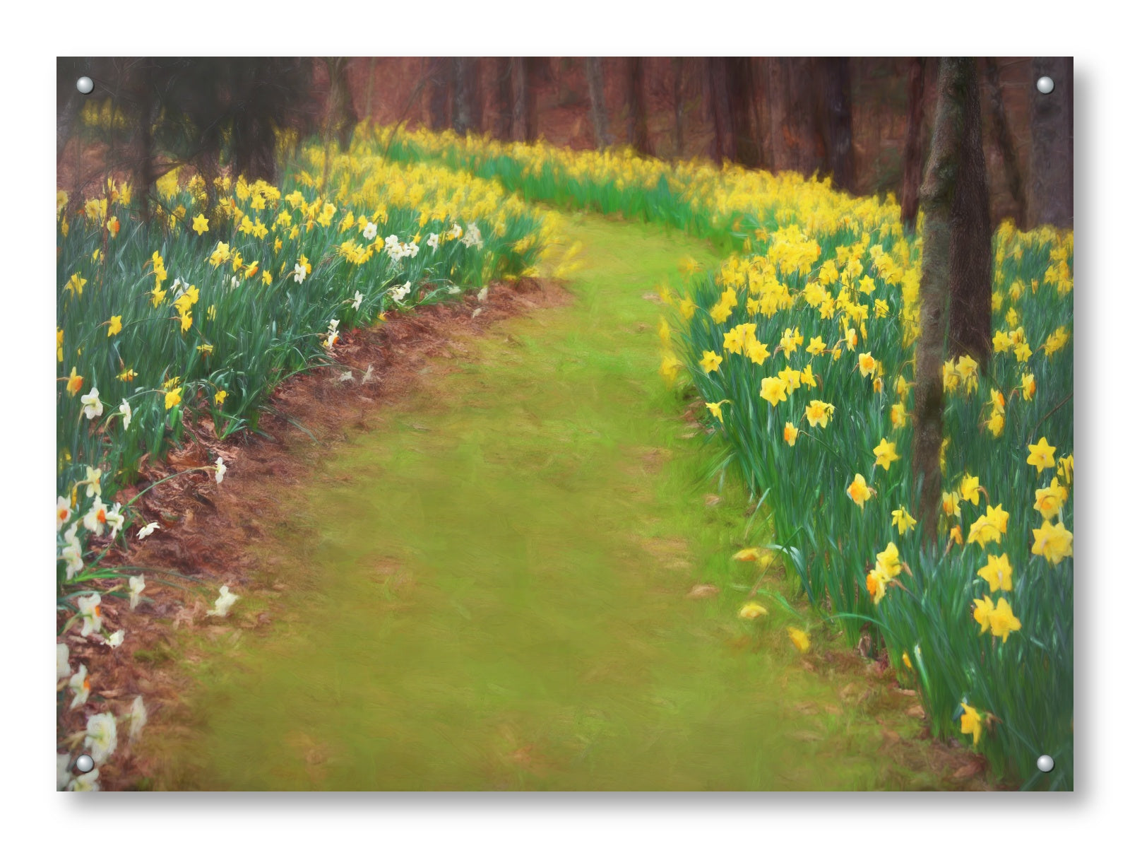 Metal Print of a pathway through a field of yellow flowers with trees in the background.