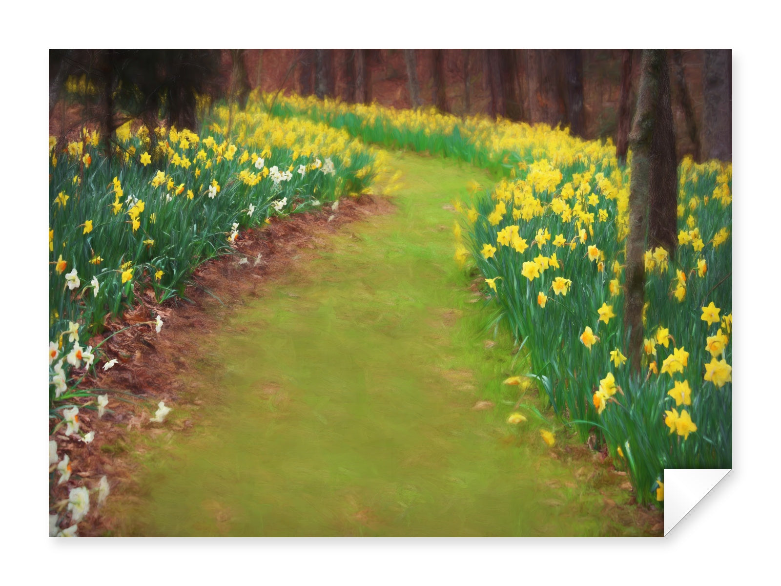 Fine Art Print of a Garden Path Image