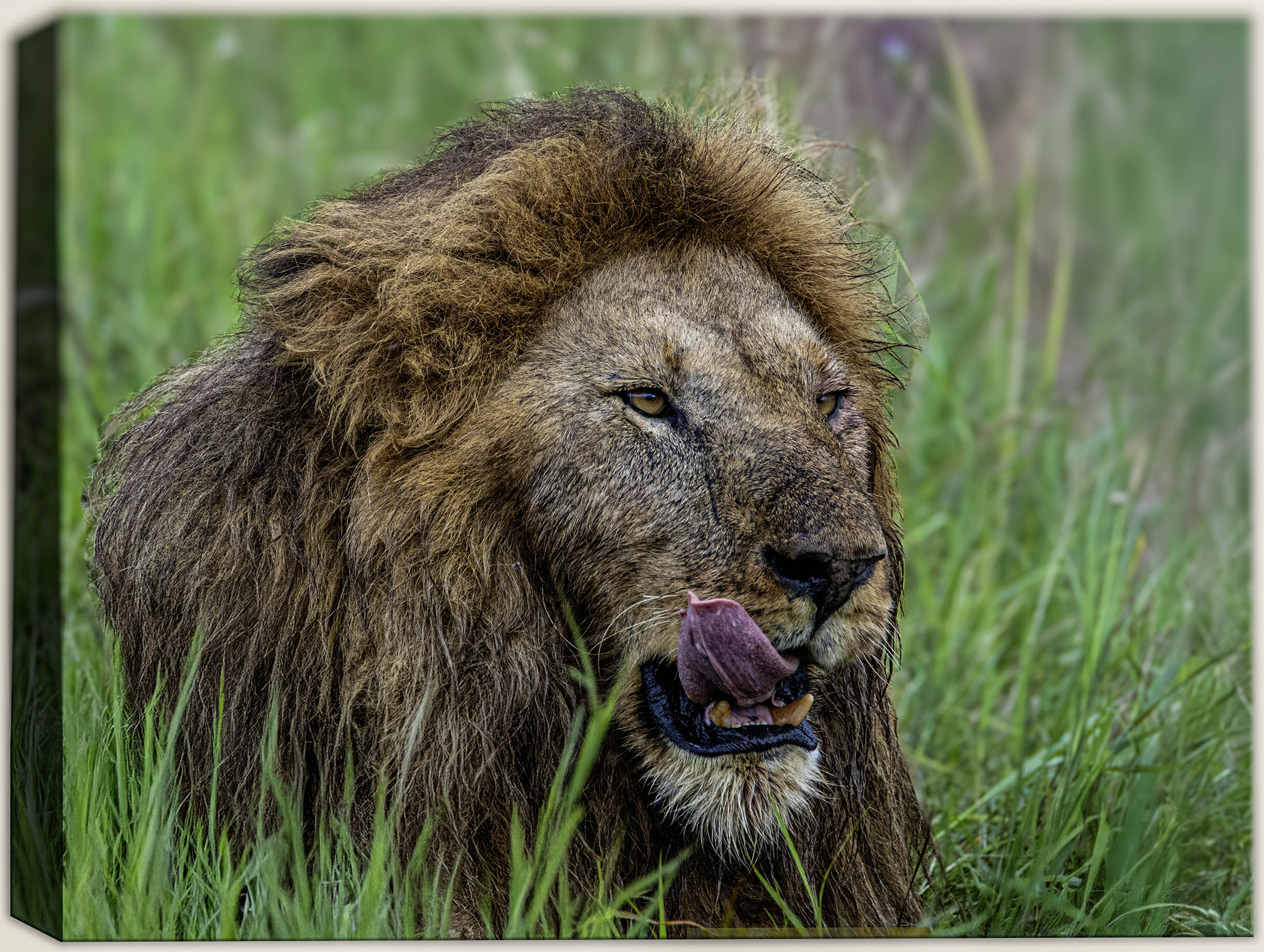up close photographic image of an African Lion in the the wild printed on a canvas wrap.