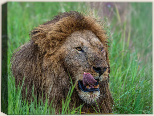 up close photographic image of an African Lion in the the wild printed on a canvas wrap.