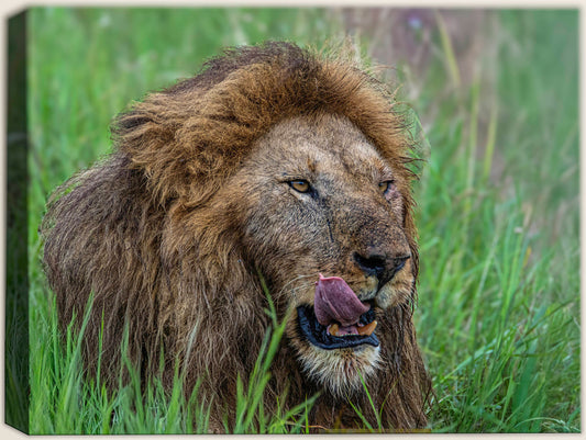 African Lion - Photograph