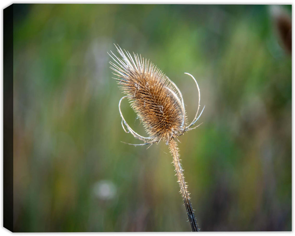 Photo of a Thistle in the Fall - Print on Waterproof Canvas