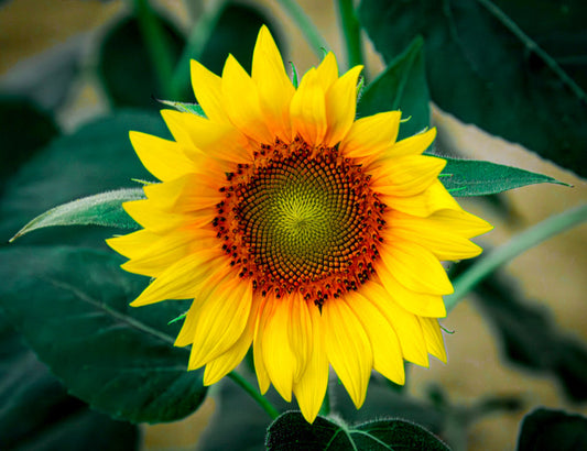 Brilliant Macro Photo of a single Sunflower on Canvas