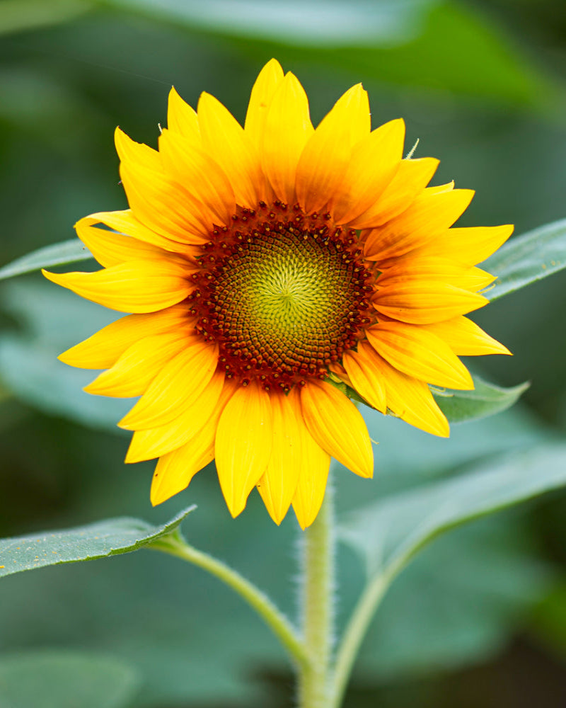Orange-Yellow Sunflower on Canvas