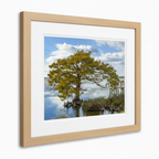 Cypress Tree on the Sound - Light Oak Frame Same Size