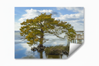 Cypress Tree on the Sound - Plain Print with Balanced Curled Corner