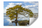 Cypress Tree on the Sound - Plain Print with Curled Corner