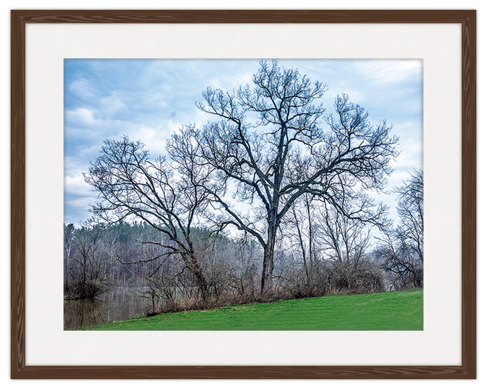 Image of Trees on the River in Espresso  Frame