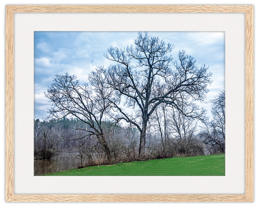 Image of Trees on the River in Oak Frame