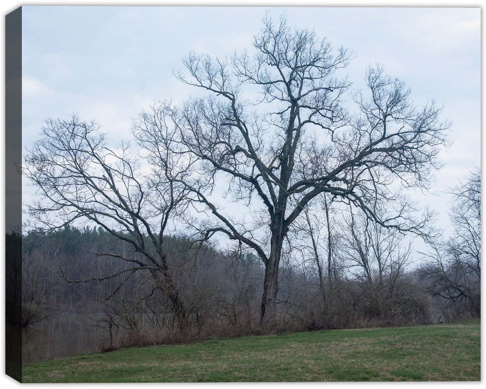 Trees by the River Print on Canvas