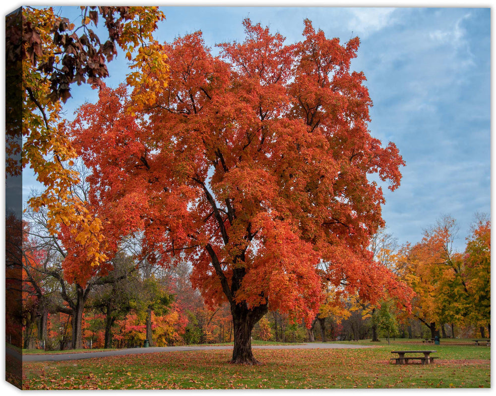 Image of a Fall Maple Tree on a Canvas Wrap - Waterproof