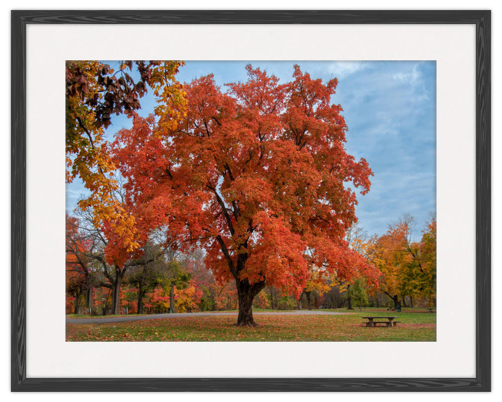 Photographic Image of a Fall Maple Tree  in a Black Frame with Mat