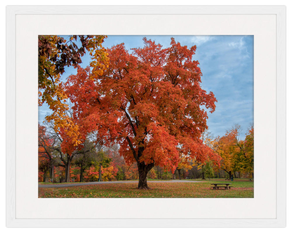 Photographic Image of a Fall Maple Tree  in a White Frame with Mat