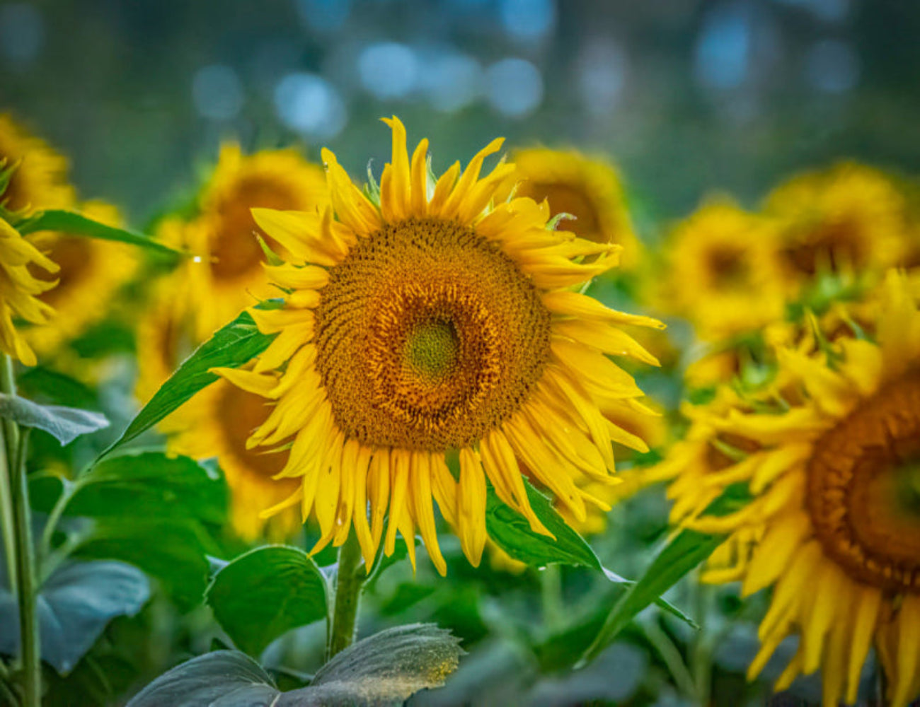 Sunflowers in a field on sunflowers on Canvas