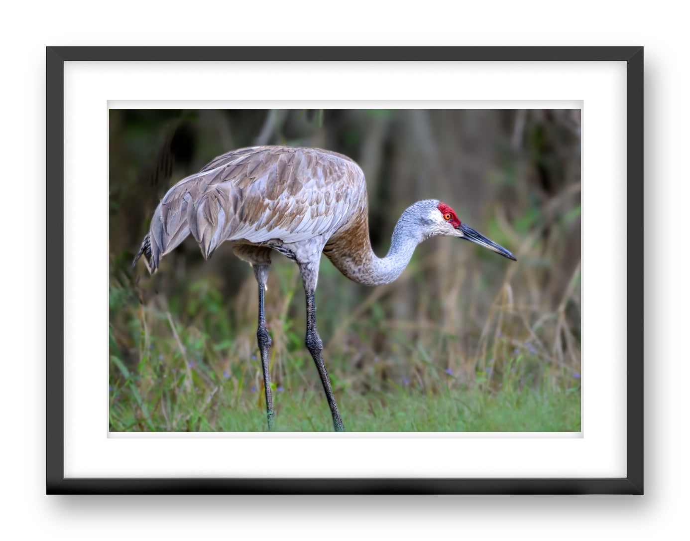Majestic sandhill crane standing in Grass printed on fine art paper, framed on a black frame and matted.
