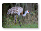 Majestic sandhill crane standing in Grass printed on water resistant canvas wrapped on a wood frame