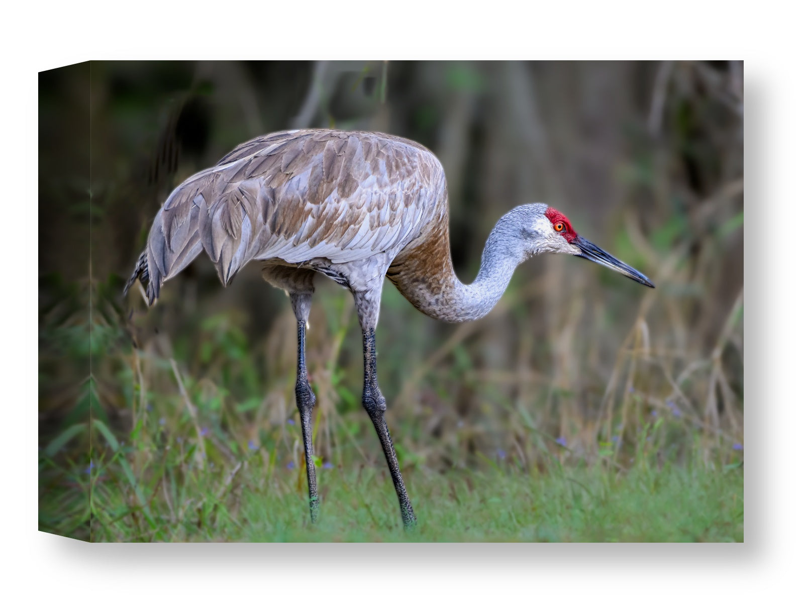 Majestic sandhill crane standing in Grass printed on water resistant canvas wrapped on a wood frame