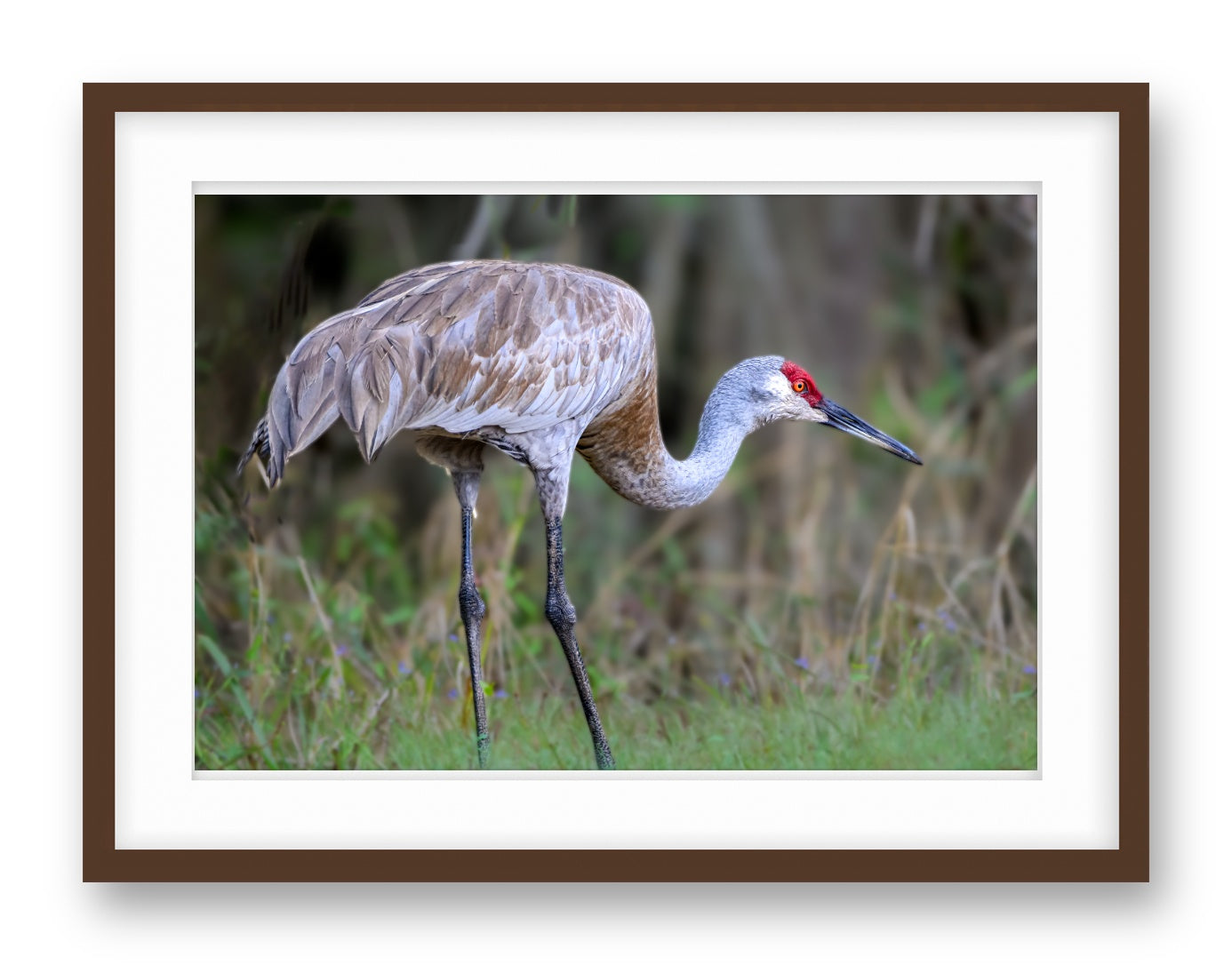 Majestic sandhill crane standing in Grass printed on fine art paper, framed on a espresso frame and matted.