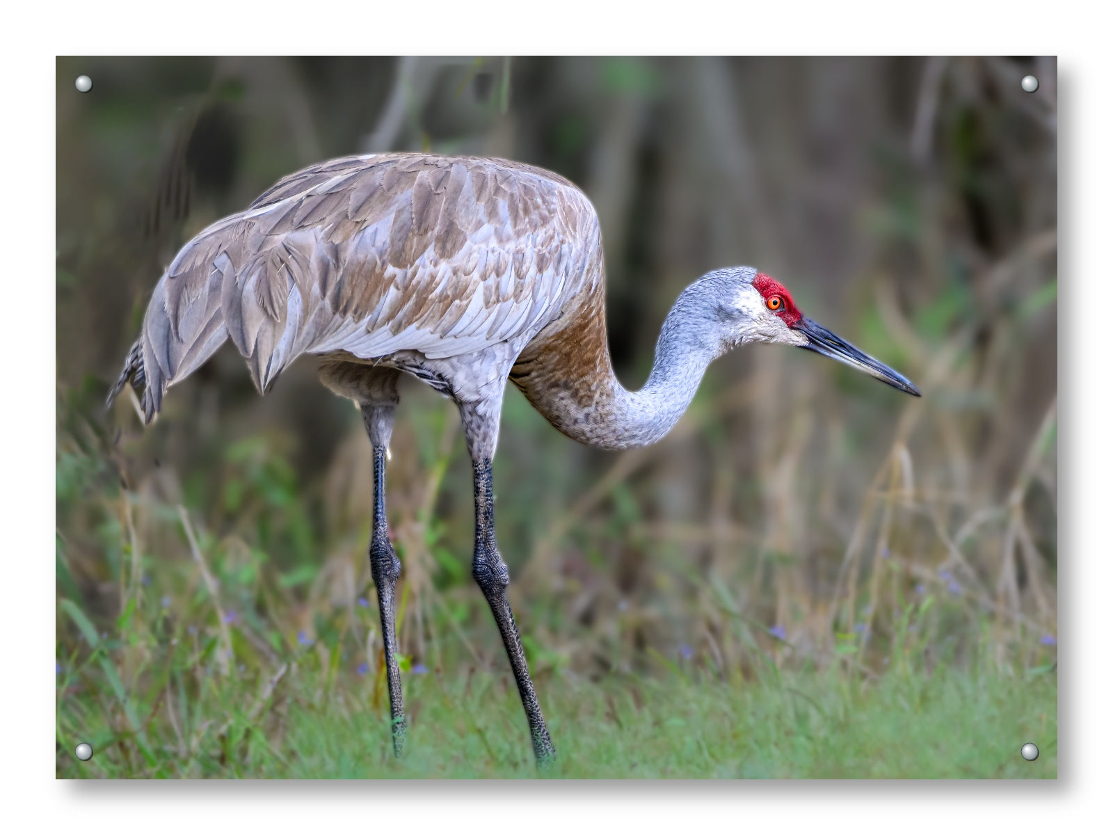 Majestic sandhill crane standing in Grass printed on aluminum metal with wall anchors.