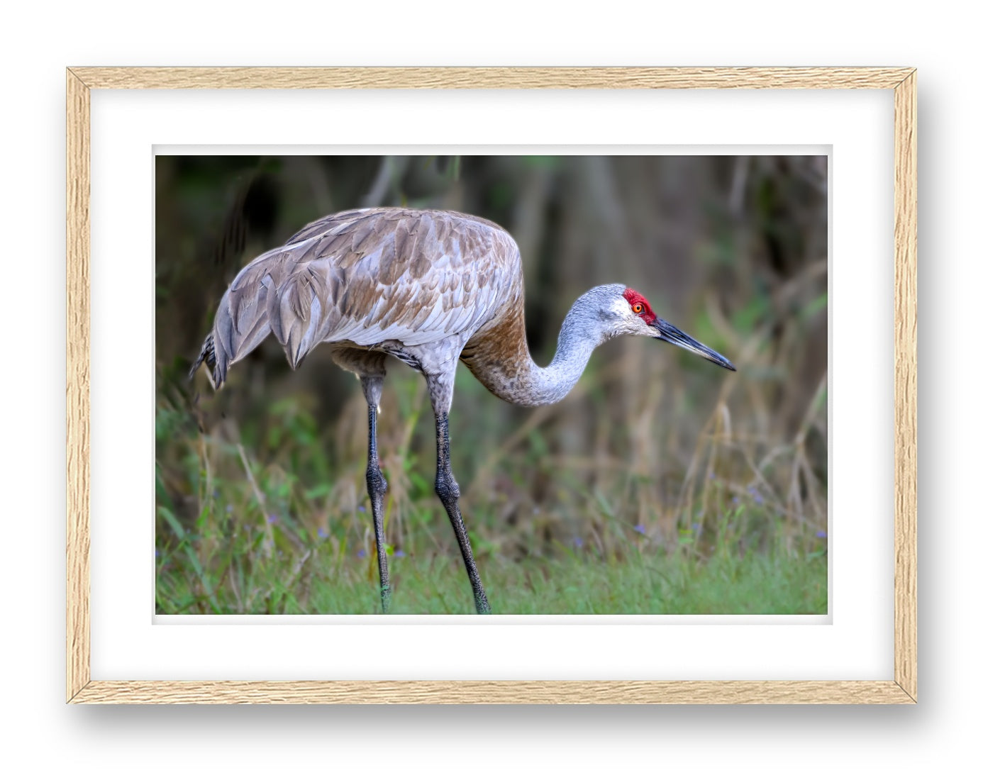 Majestic sandhill crane standing in Grass printed on fine art paper, framed on a oak frame and matted.
