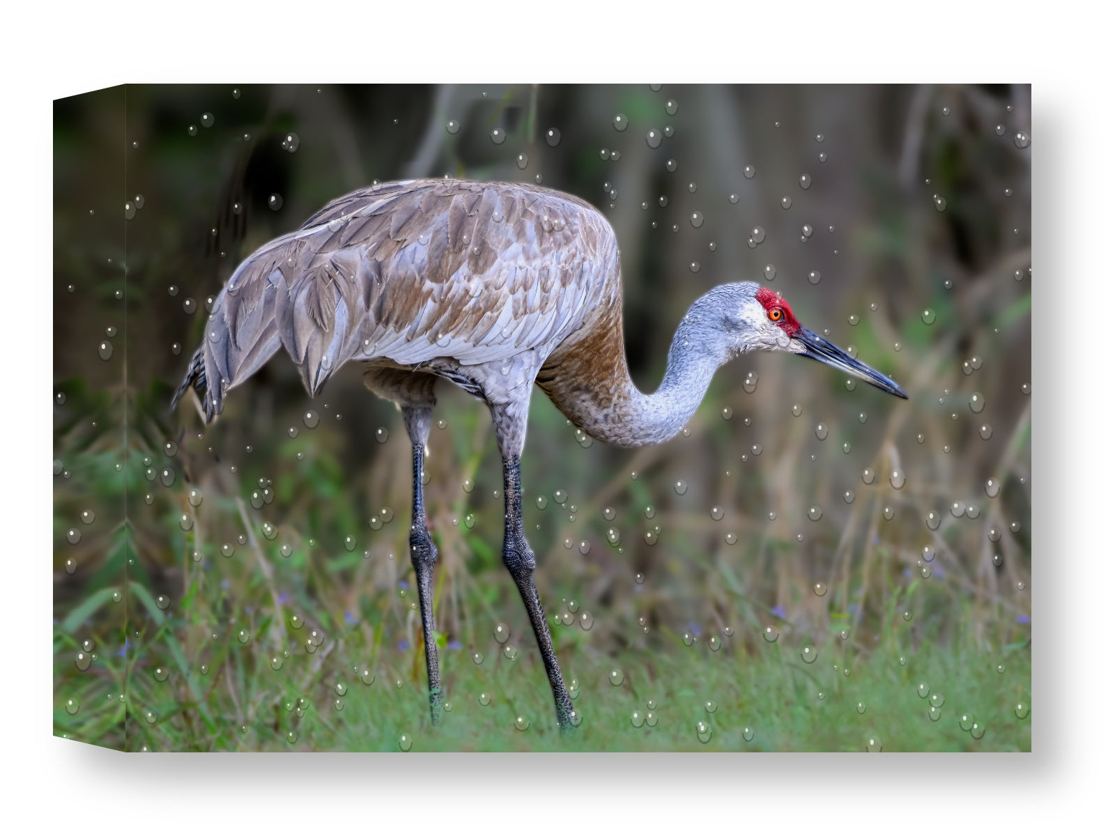 Majestic sandhill crane standing in Grass printed on water resistant canvas and mounted on a waterproof frame.