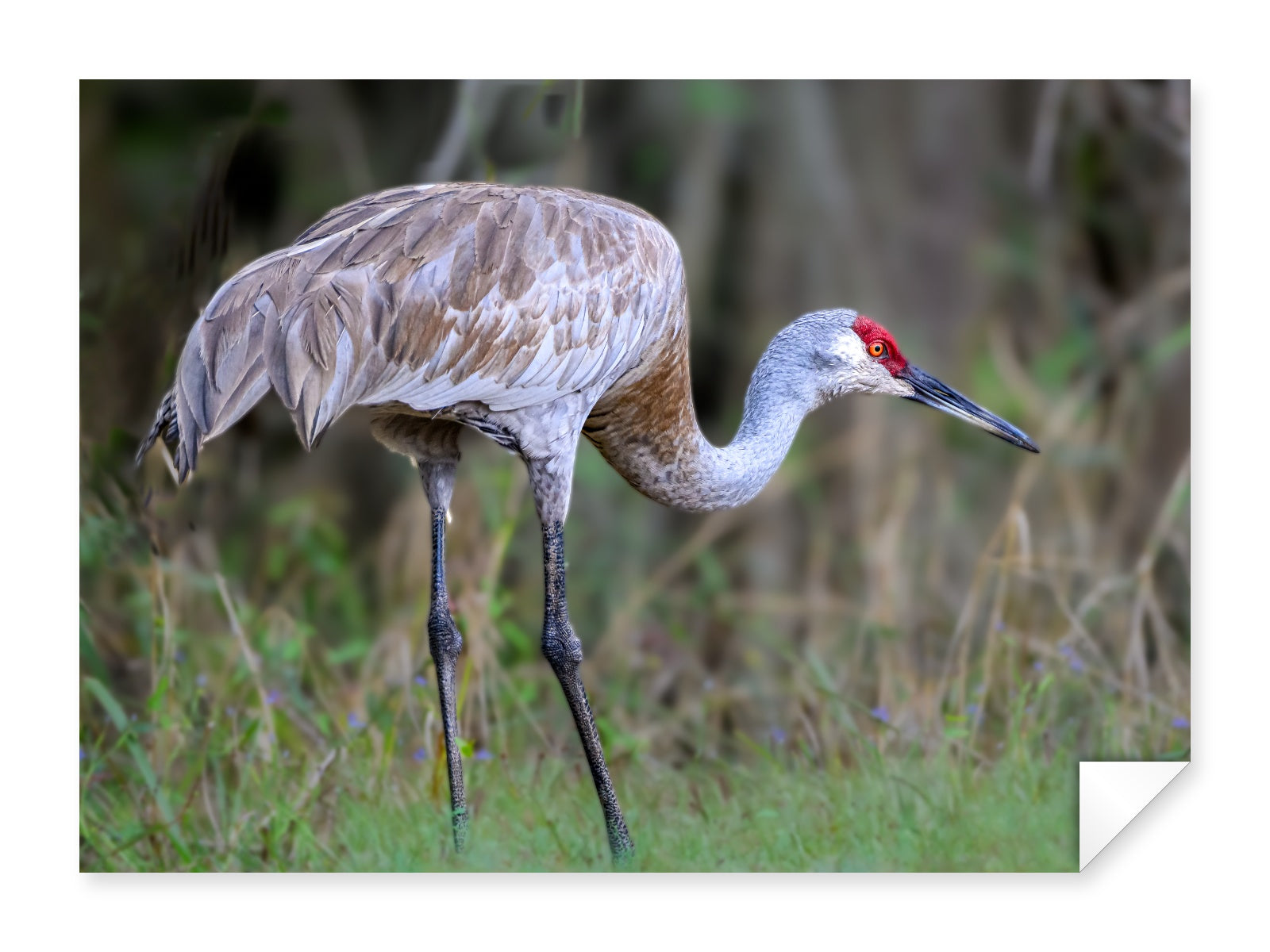 Majestic sandhill crane standing in Grass printed on fine art paper.