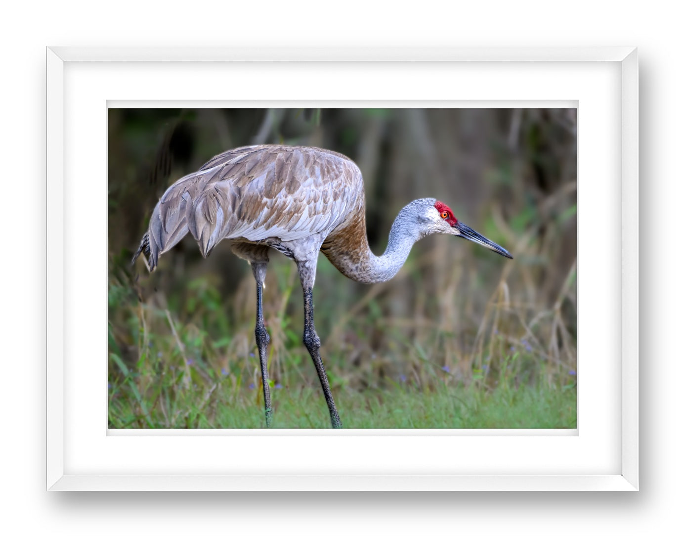 Majestic sandhill crane standing in Grass printed on fine art paper, framed on a white frame and matted.