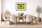 Sunflower in a Field printed on fine art paper, framed on a black frame and matted and hung on a dining room wall.