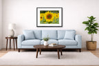 Sunflower in a Field printed on fine art paper, framed on a black frame and matted and hung on a Living Room wall above a couch