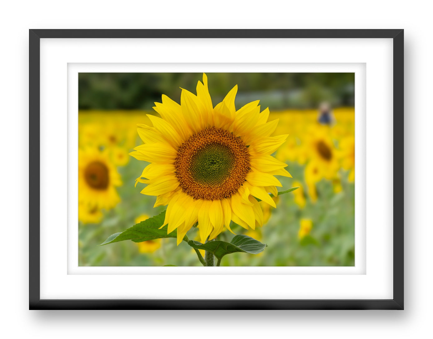 Sunflower in a Field printed on fine art paper, framed on a black frame and matted.