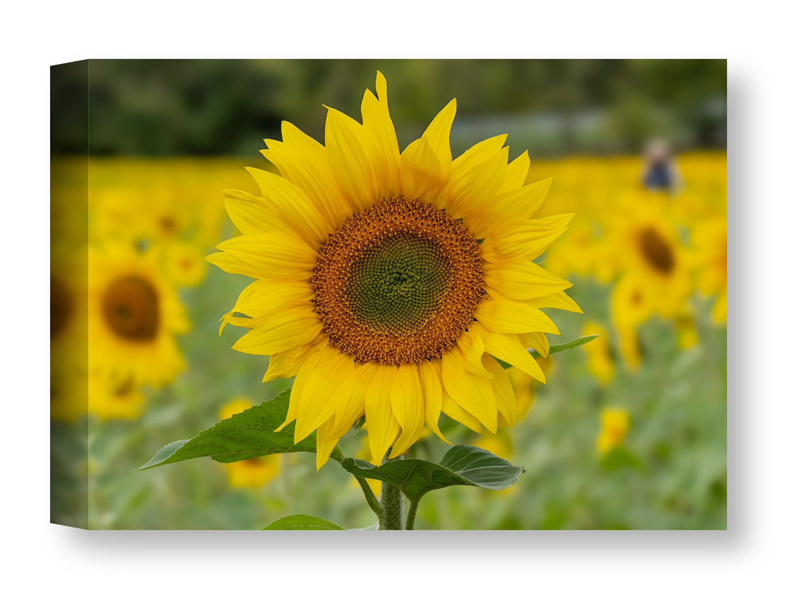 Sunflower in a Field printed on water resistant canvas wrapped on a wood frame