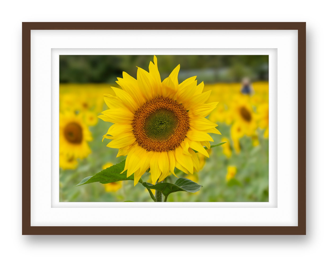 Sunflower in a Field printed on fine art paper, framed on a espresso frame and matted.