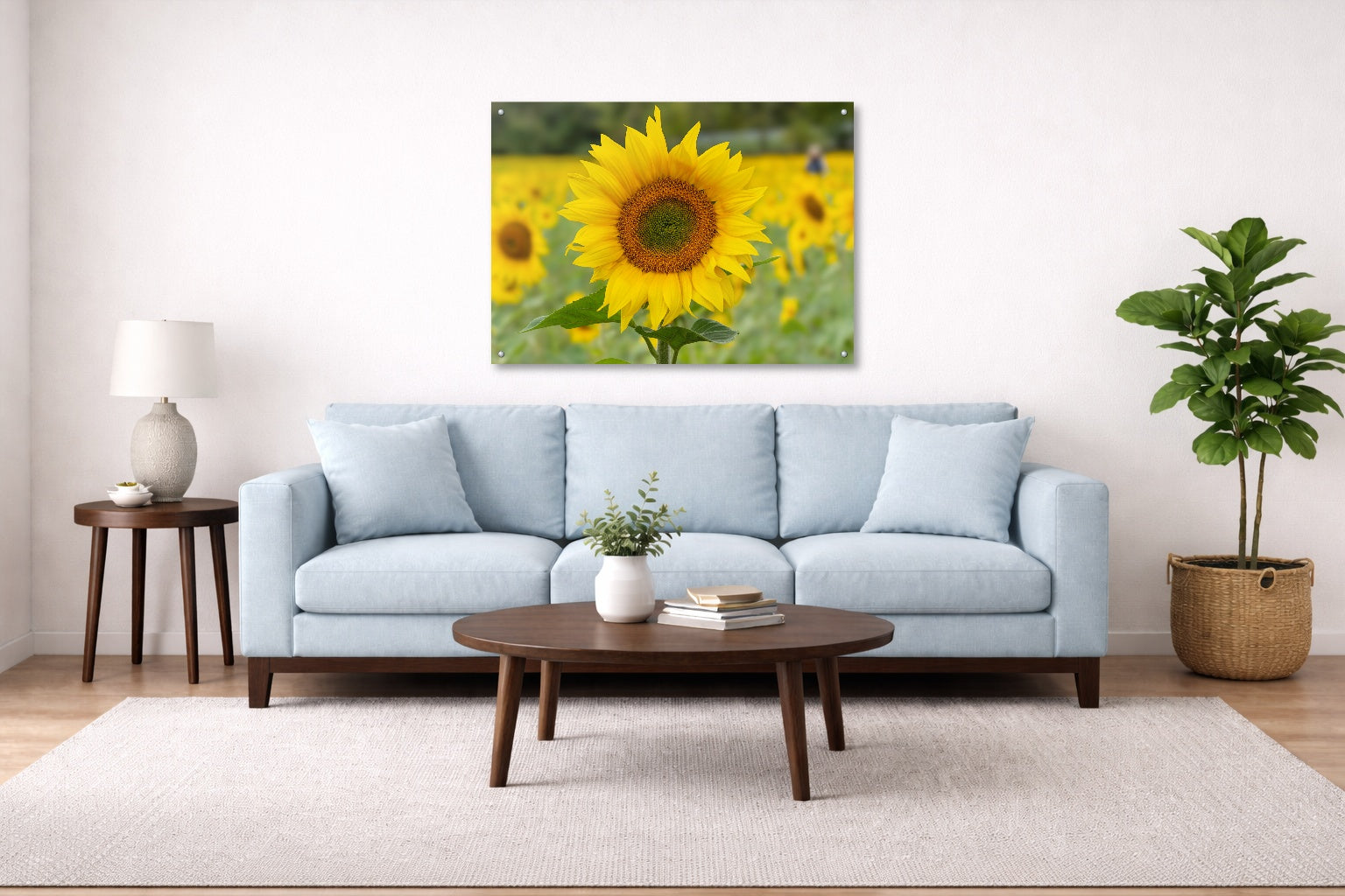Sunflower in a Field printed on aluminum metal with wall anchors. Hung on a living room wall.