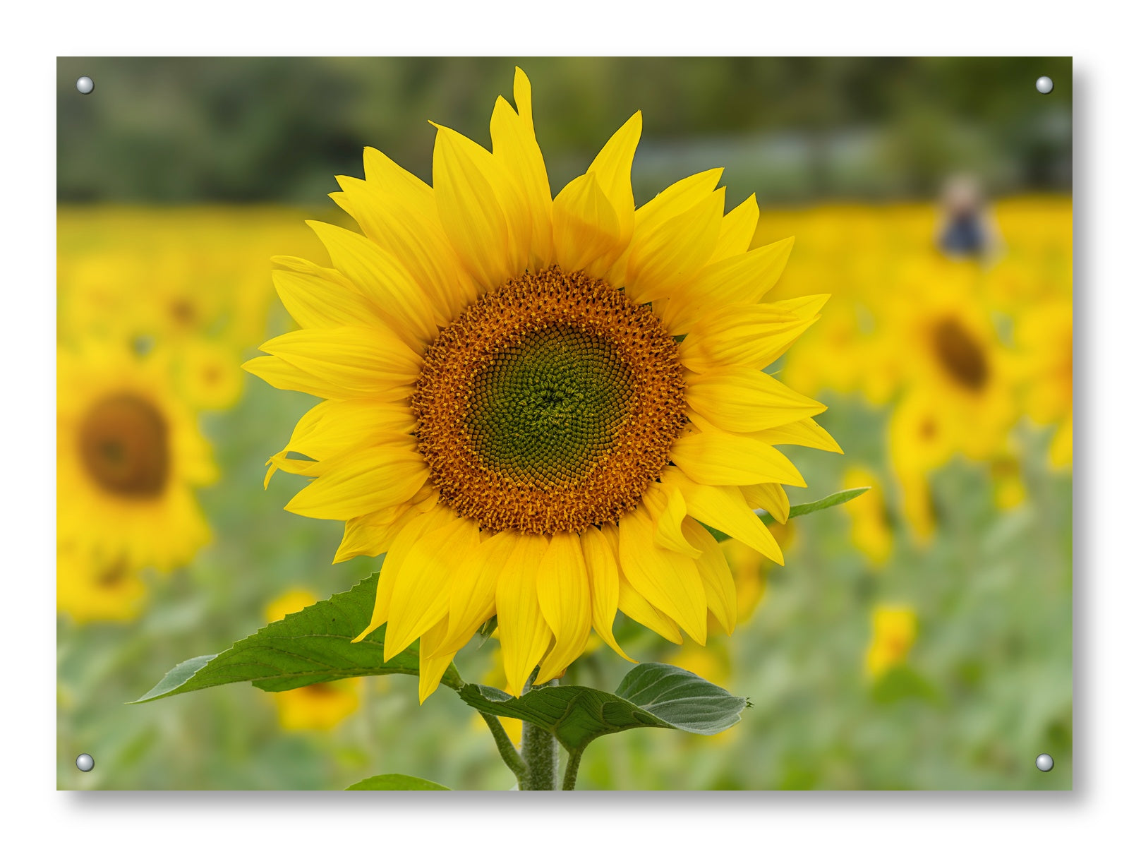 Sunflower in a Field printed on aluminum metal with wall anchors.