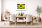 Sunflower in a Field printed on fine art paper, framed on a oak frame and matted. Hung on a dining room wall.