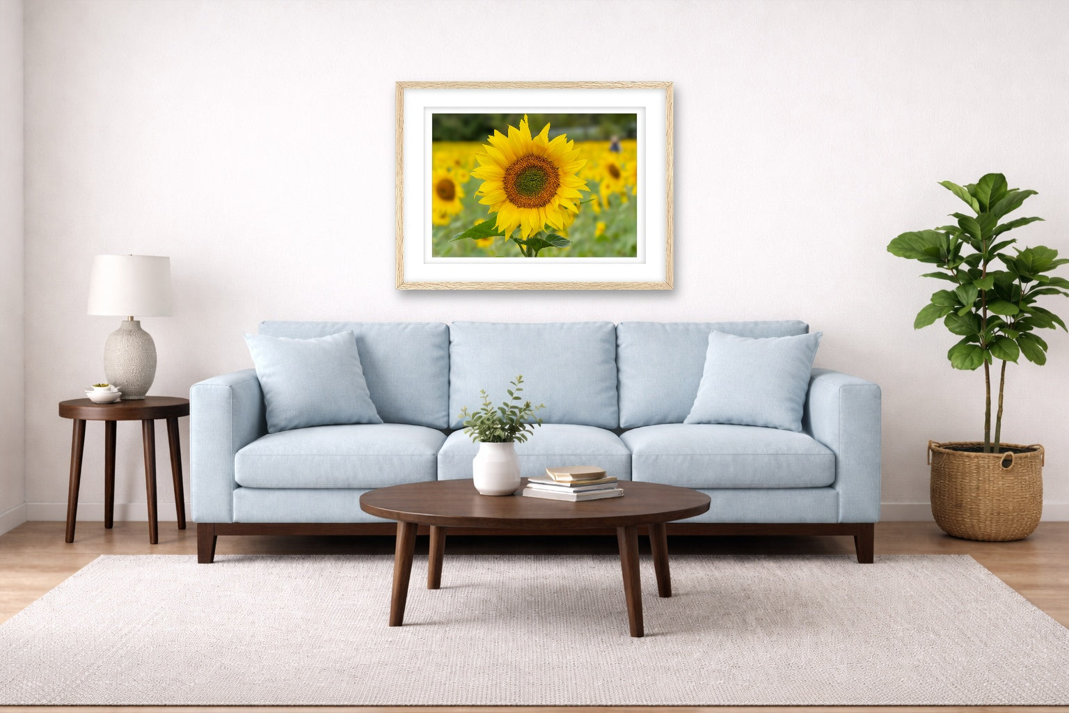 Sunflower in a Field printed on fine art paper, framed on a oak frame and matted. Hung on a living room wall.