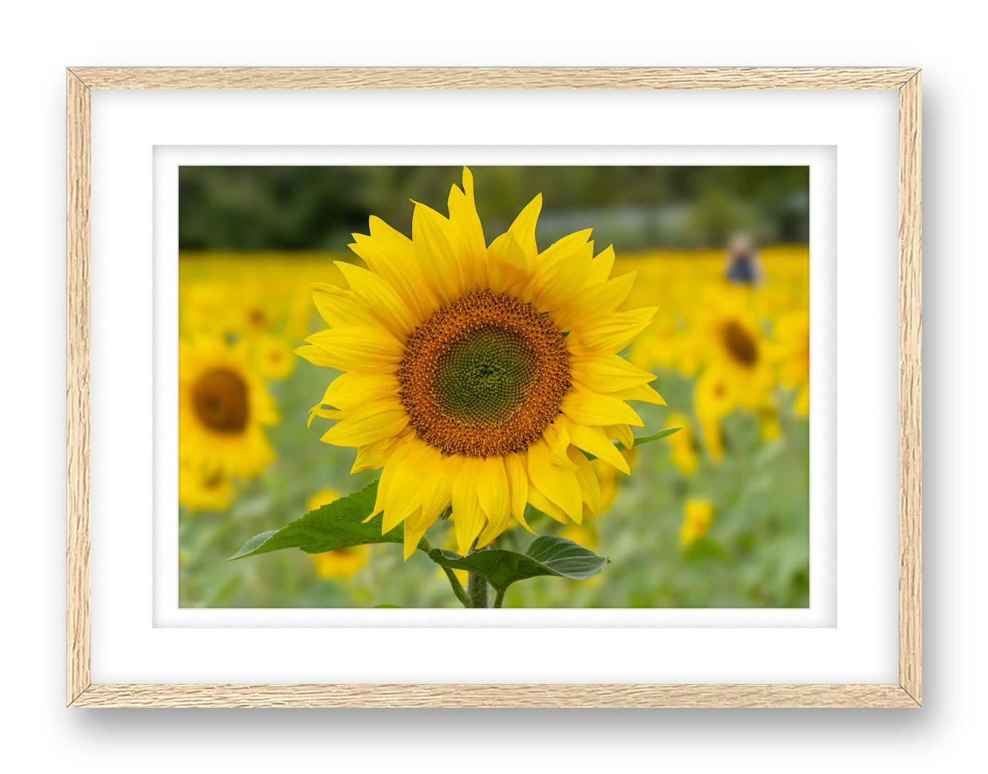 Sunflower in a Field printed on fine art paper, framed on a oak frame and matted.