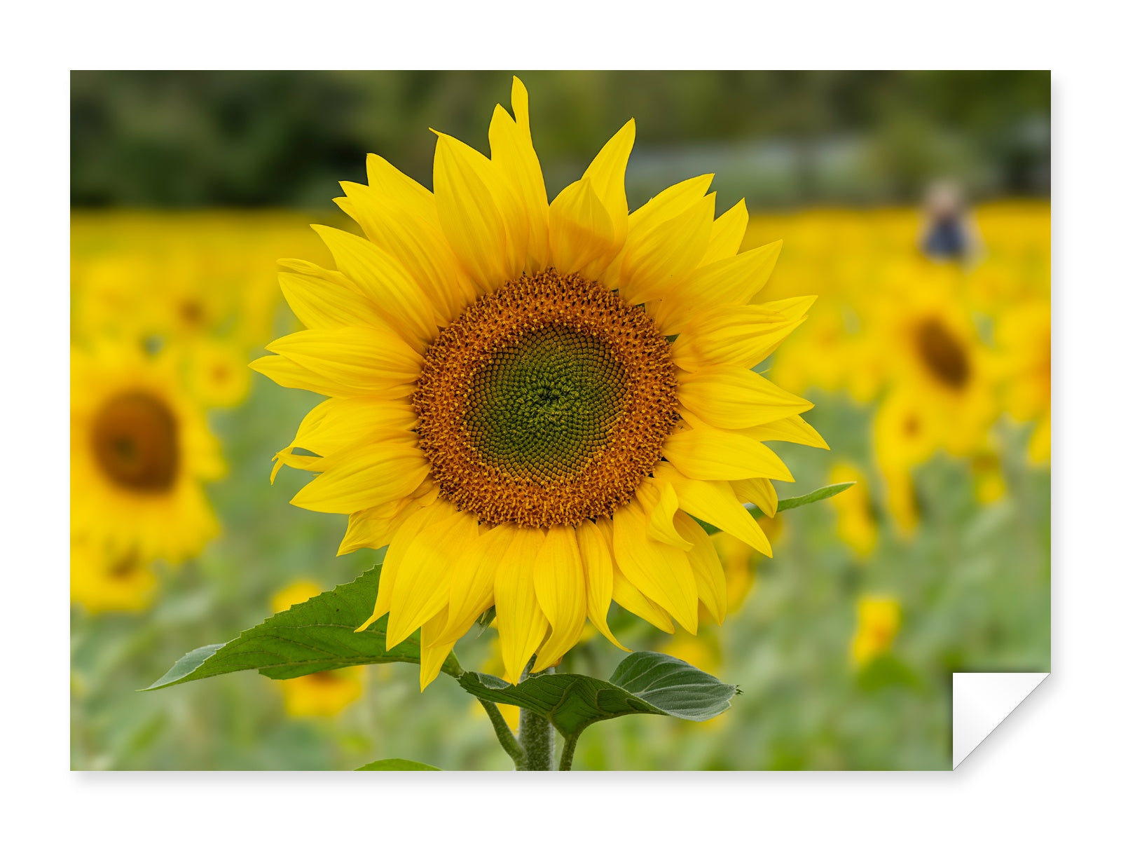 Sunflower in a Field printed on fine art paper.