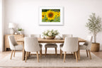 Sunflower in a Field printed on fine art paper, framed on a white frame and matted. Hung on a dining room wall.