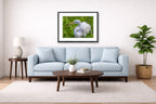 White Egret in Flight printed on fine art paper, framed on a black frame and matted and hung on a Living Room wall above a couch