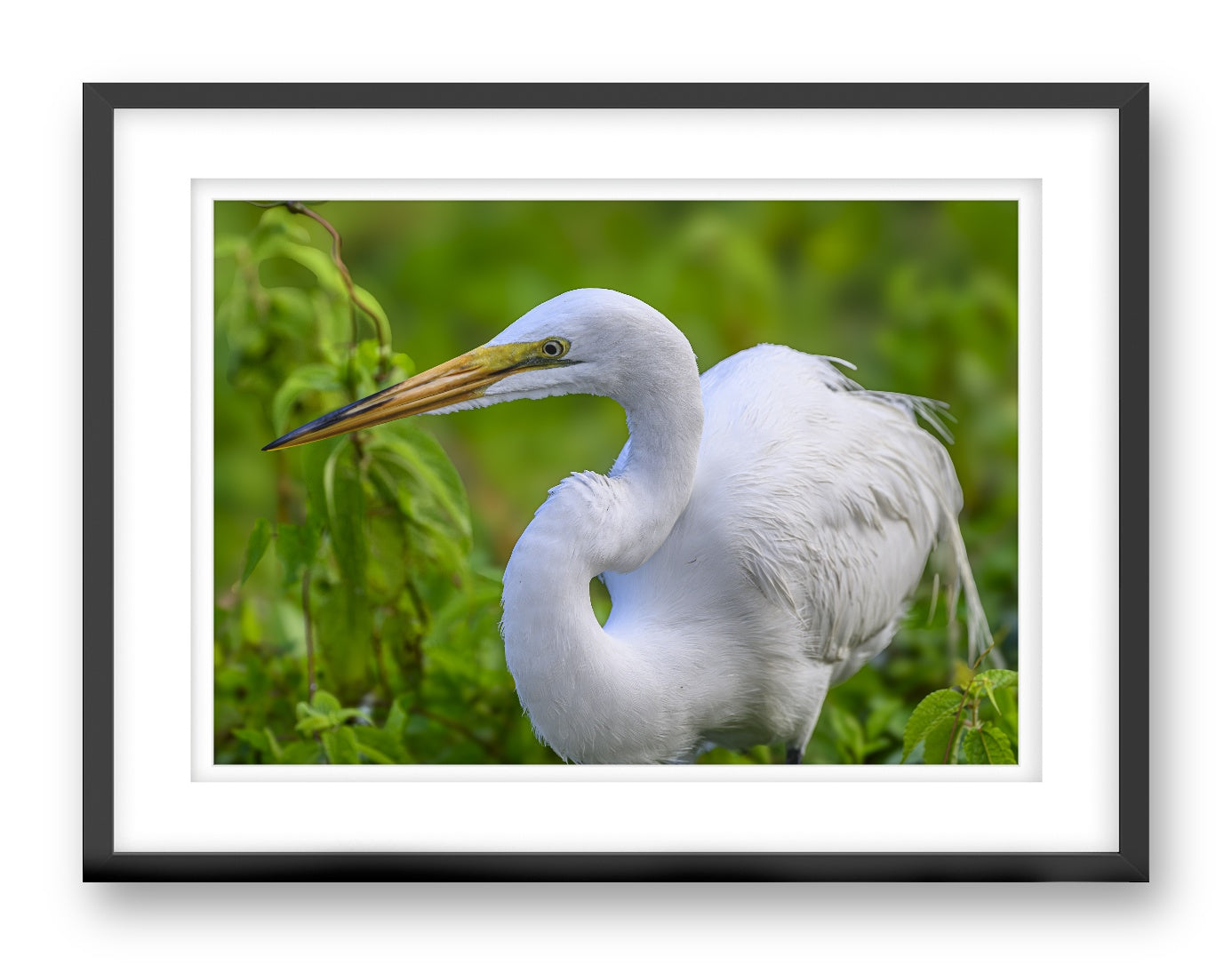 White Egret in Flight printed on fine art paper, framed on a black frame and matted.
