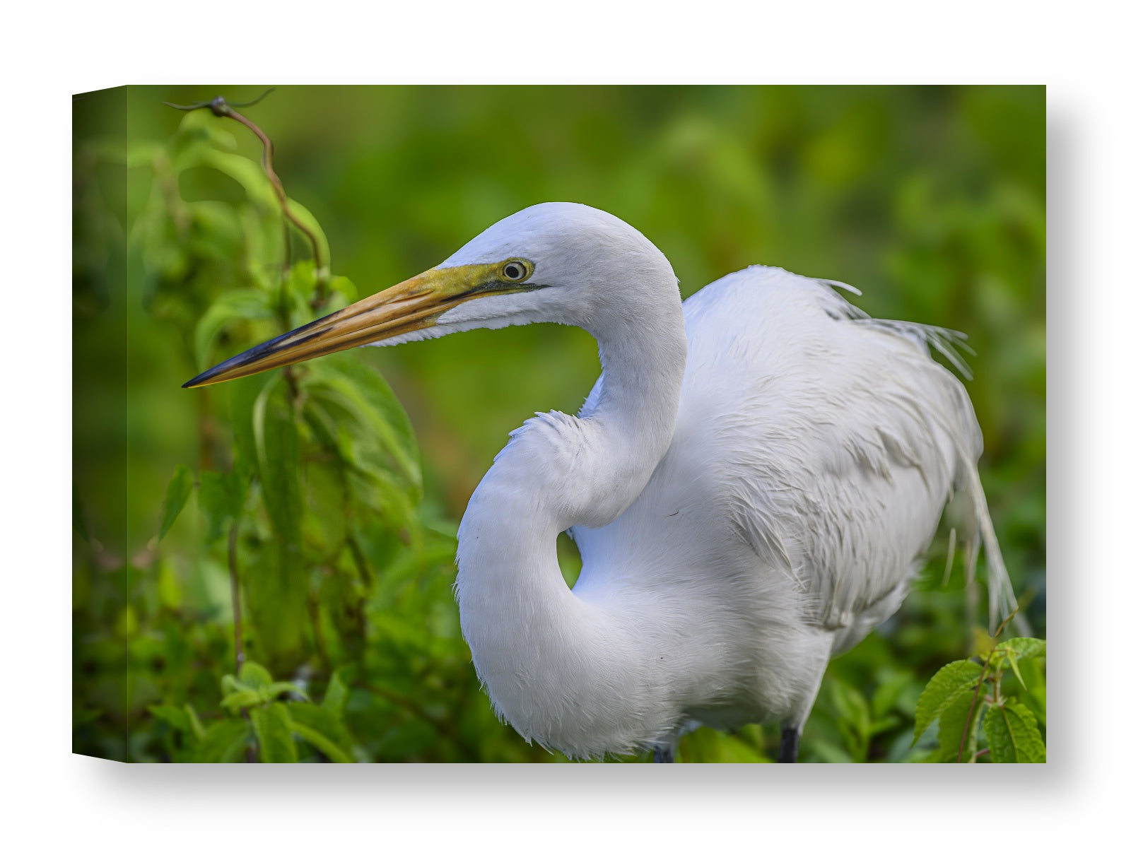 White Egret in Flight printed on water resistant canvas wrapped on a wood frame