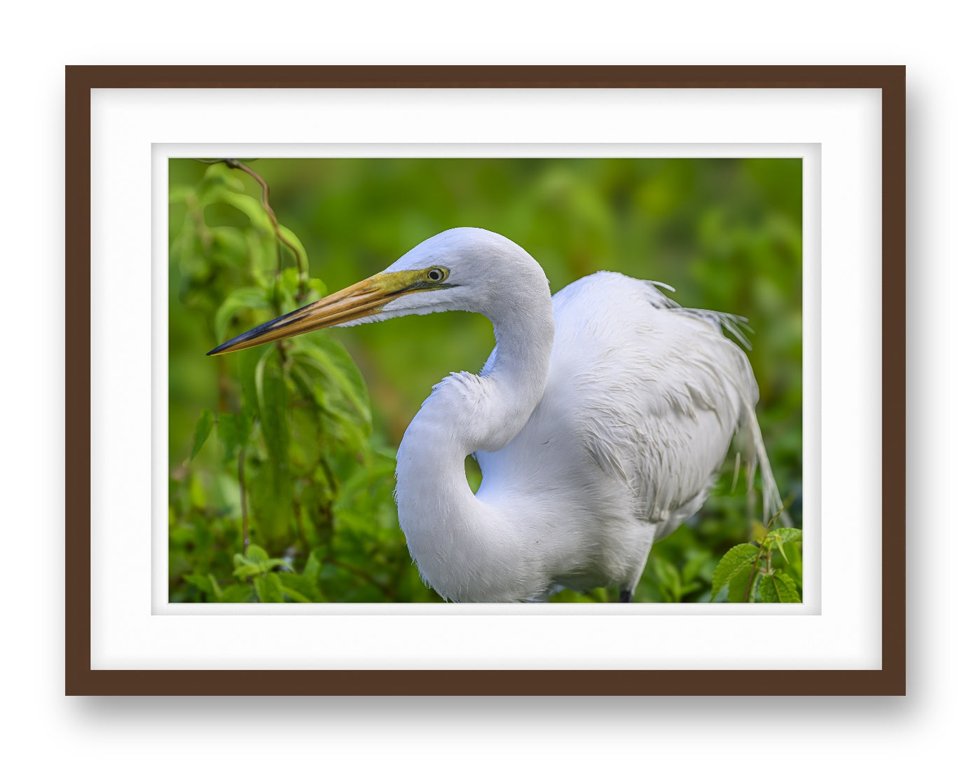White Egret in Flight printed on fine art paper, framed on a espresso frame and matted.