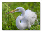 White Egret in Flight printed on water resistant canvas and mounted on a waterproof frame.