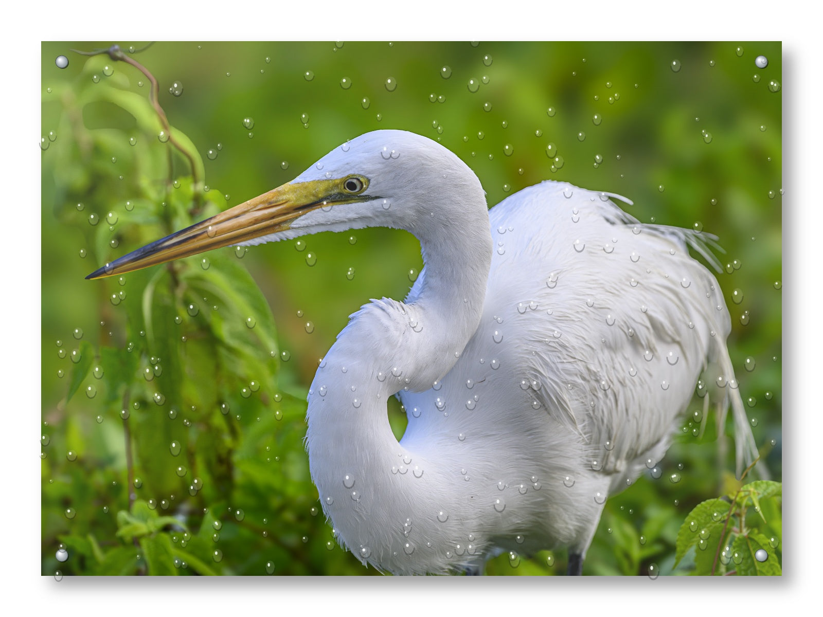 White Egret in Flight printed on water resistant canvas and mounted on a waterproof frame.