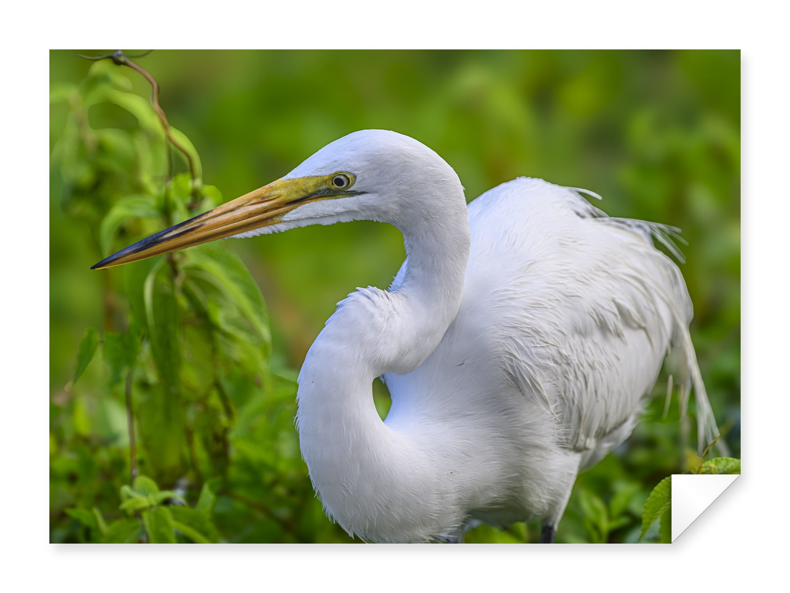 White Egret in Flight printed on fine art paper.