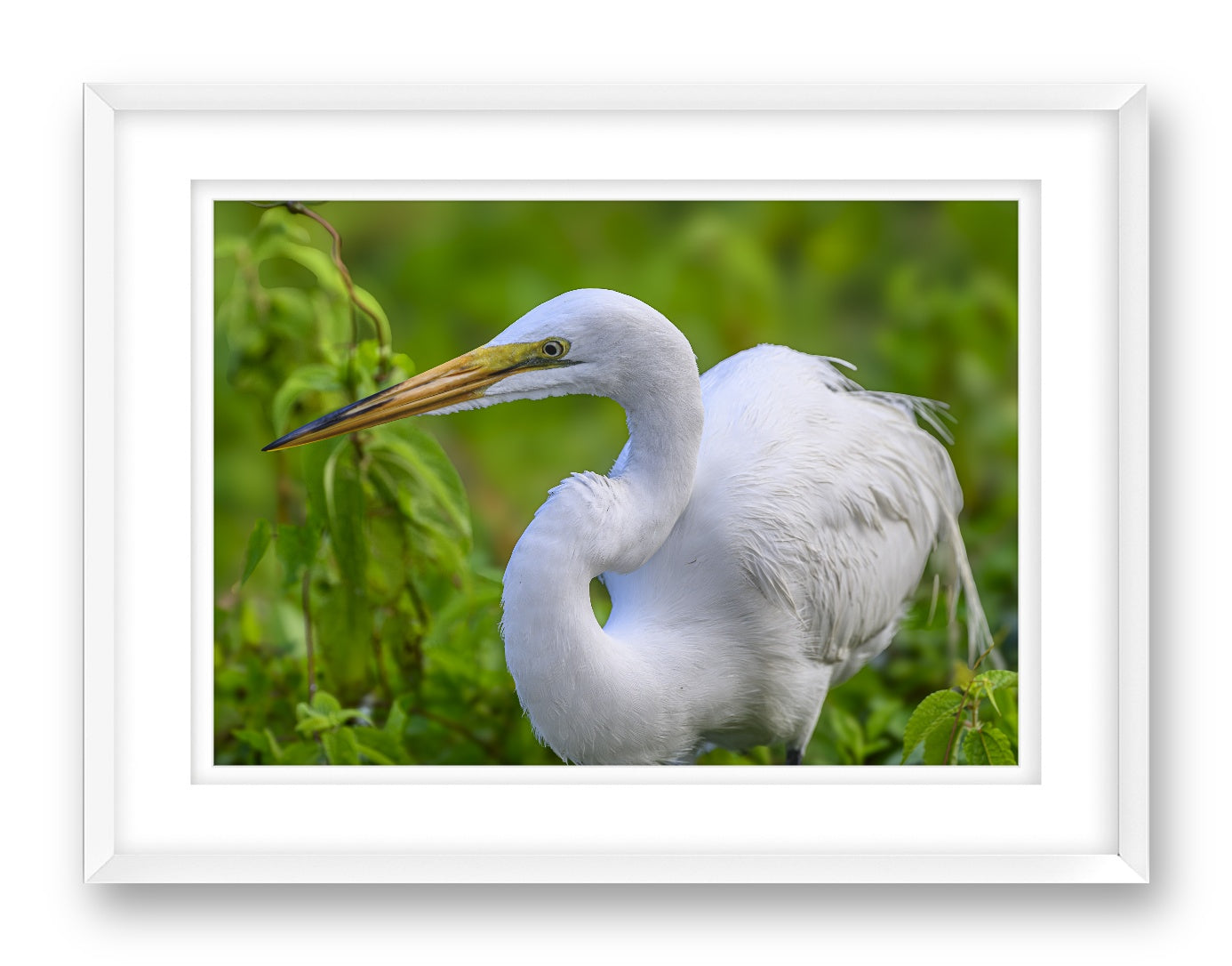 White Egret in Flight printed on fine art paper, framed on a white frame and matted.