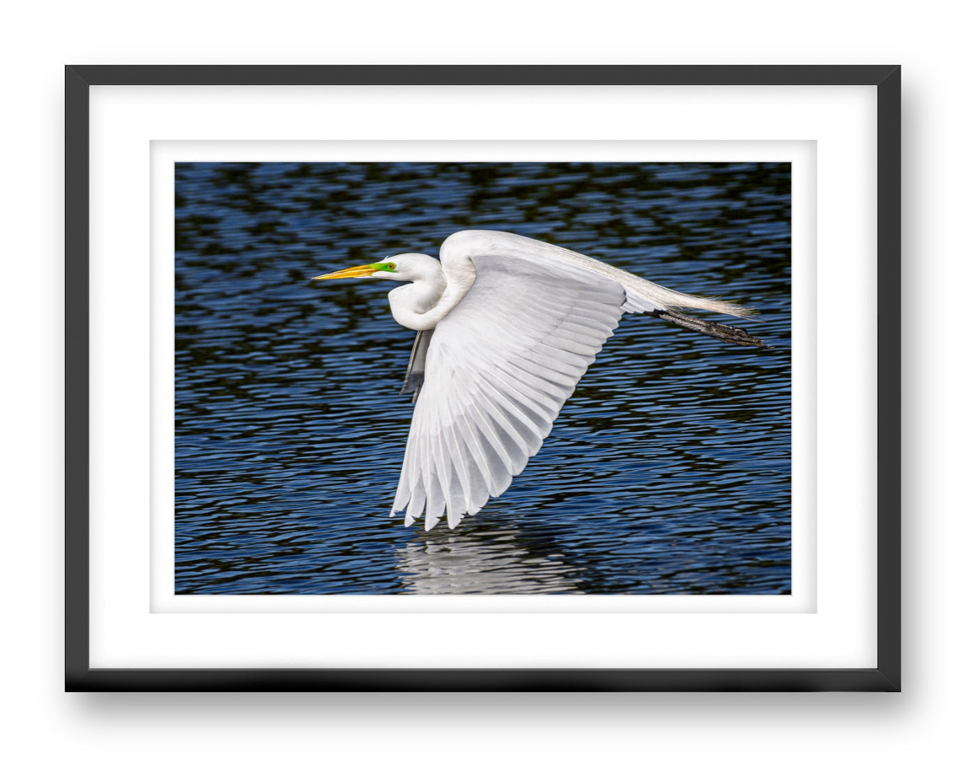 White Egret in Flight printed on fine art paper, framed on a black frame and matted.