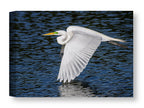 White Egret in Flight printed on water resistant canvas wrapped on a wood frame