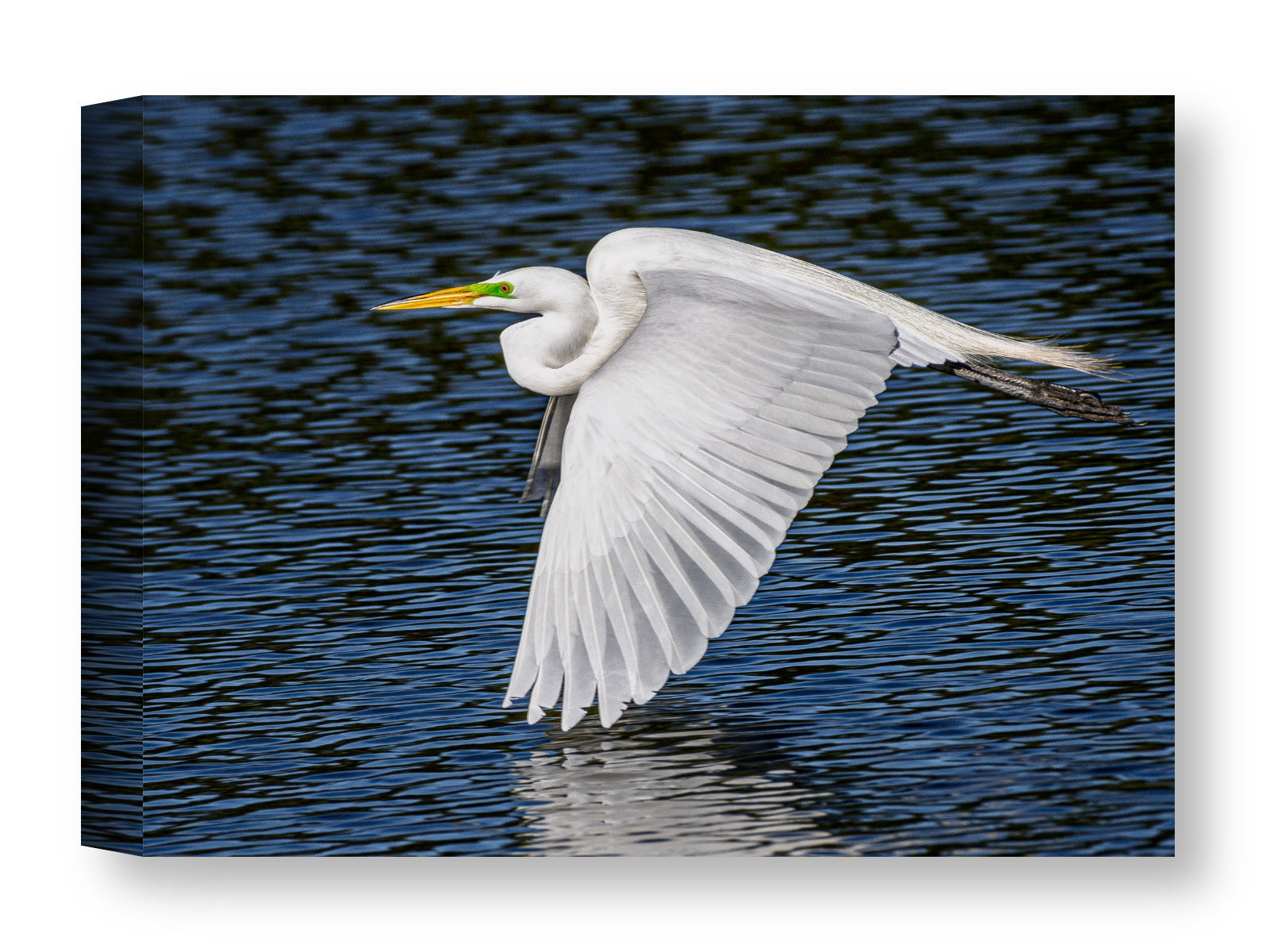 White Egret in Flight printed on water resistant canvas wrapped on a wood frame